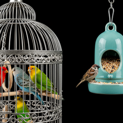 Collection image for: Birds